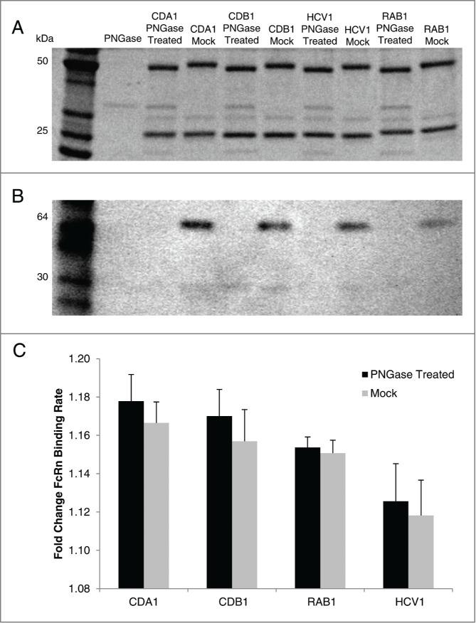 https://cdn.ncbi.nlm.nih.gov/pmc/blobs/ec15/4622054/fe937e1639ad/kmab-07-05-1054585-g005.jpg