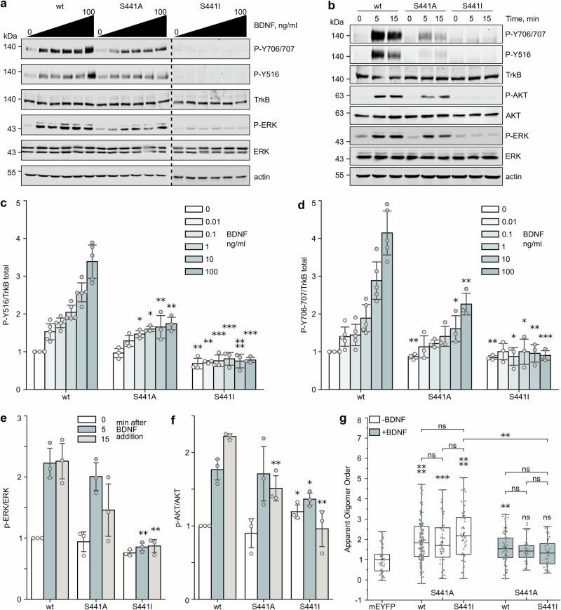 https://cdn.ncbi.nlm.nih.gov/pmc/blobs/ec19/11522581/3e0e5b9c6f56/41467_2024_53710_Fig4_HTML.jpg