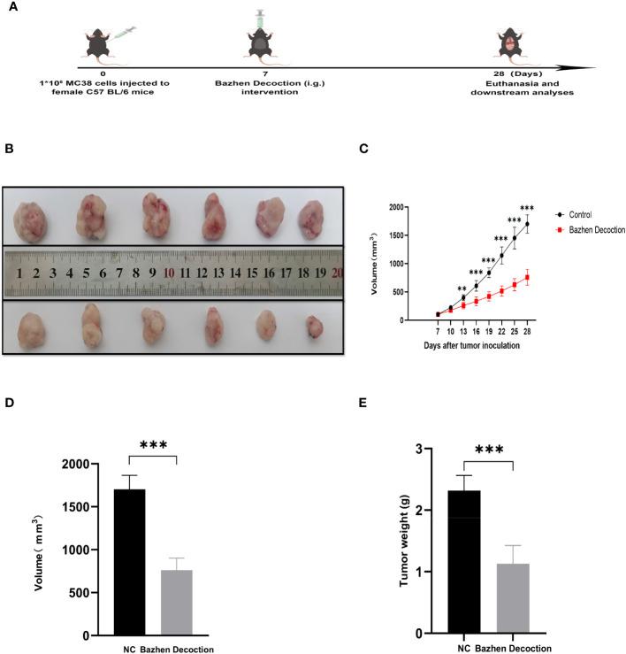 https://cdn.ncbi.nlm.nih.gov/pmc/blobs/ec1a/10548240/cc8bf8b48c49/fimmu-14-1235575-g011.jpg