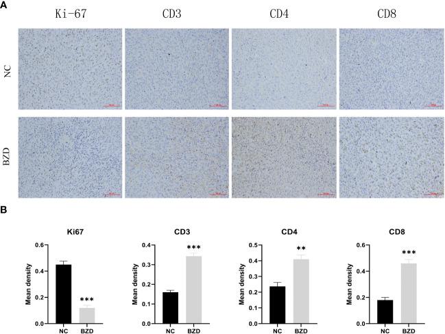https://cdn.ncbi.nlm.nih.gov/pmc/blobs/ec1a/10548240/e7e33935c3a1/fimmu-14-1235575-g015.jpg