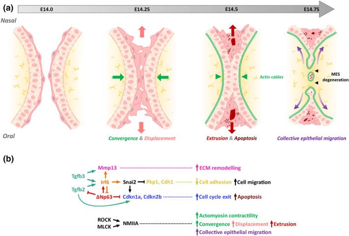 https://cdn.ncbi.nlm.nih.gov/pmc/blobs/ec1b/10234451/f2ae6a9f0f2c/ODI-28-1306-g003.jpg