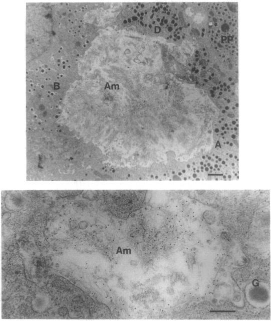 https://cdn.ncbi.nlm.nih.gov/pmc/blobs/ec1e/44627/43c2a3bcfa0b/pnas01140-0171-a.jpg