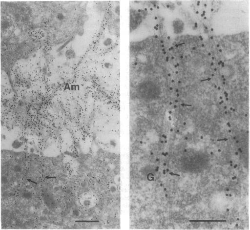 https://cdn.ncbi.nlm.nih.gov/pmc/blobs/ec1e/44627/d1928bcb6b39/pnas01140-0171-b.jpg