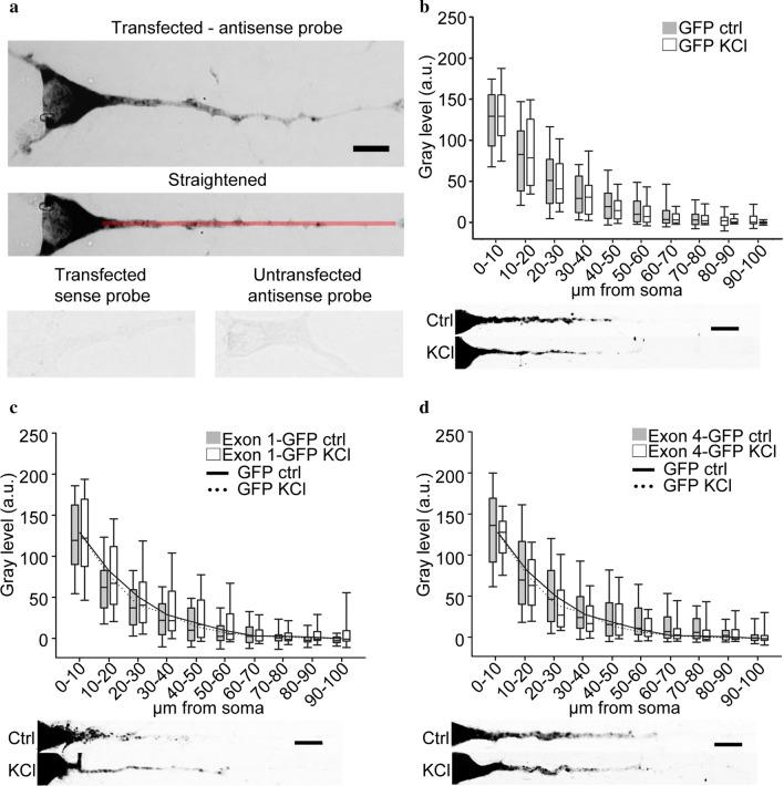 https://cdn.ncbi.nlm.nih.gov/pmc/blobs/ec20/7805101/b018f81858c2/13041_2020_680_Fig1_HTML.jpg