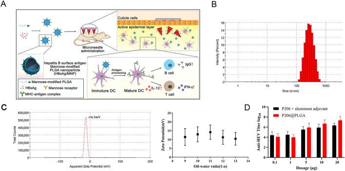 https://cdn.ncbi.nlm.nih.gov/pmc/blobs/ec26/11802823/d6706ad7acde/fphar-16-1528752-g003.jpg