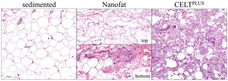 https://cdn.ncbi.nlm.nih.gov/pmc/blobs/ec27/12025502/1883012e7ecb/cells-14-00601-g003.jpg