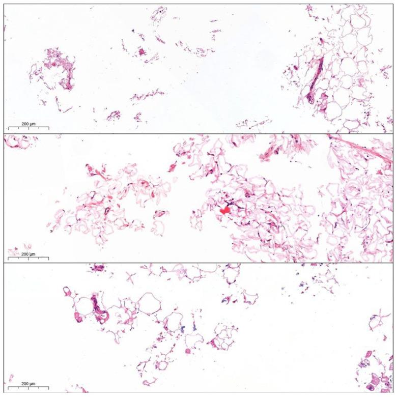 https://cdn.ncbi.nlm.nih.gov/pmc/blobs/ec27/12025502/acd32aa776c0/cells-14-00601-g008.jpg