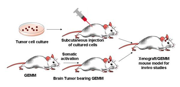 https://cdn.ncbi.nlm.nih.gov/pmc/blobs/ec2b/2847536/1bcc5b345301/1743-8977-7-3-5.jpg