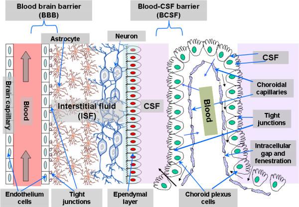 https://cdn.ncbi.nlm.nih.gov/pmc/blobs/ec2b/2847536/27768bcc8da7/1743-8977-7-3-1.jpg