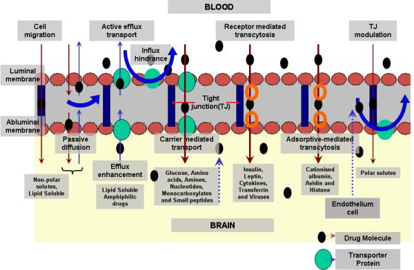 https://cdn.ncbi.nlm.nih.gov/pmc/blobs/ec2b/2847536/93ce28934670/1743-8977-7-3-2.jpg
