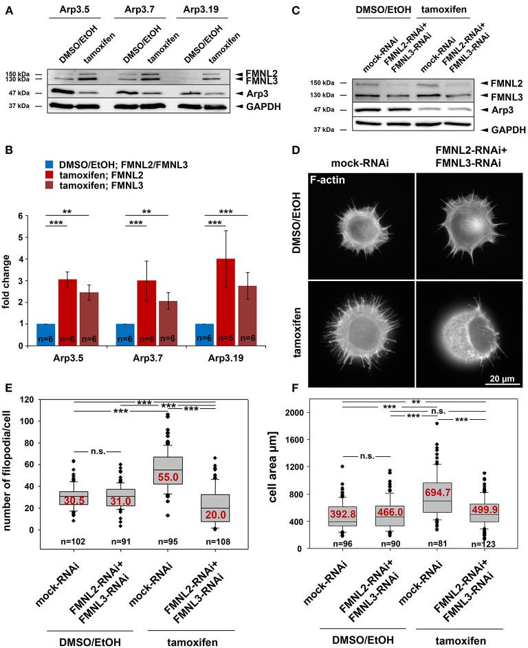 https://cdn.ncbi.nlm.nih.gov/pmc/blobs/ec2b/7882613/2fa30e187417/fcell-09-634708-g0009.jpg