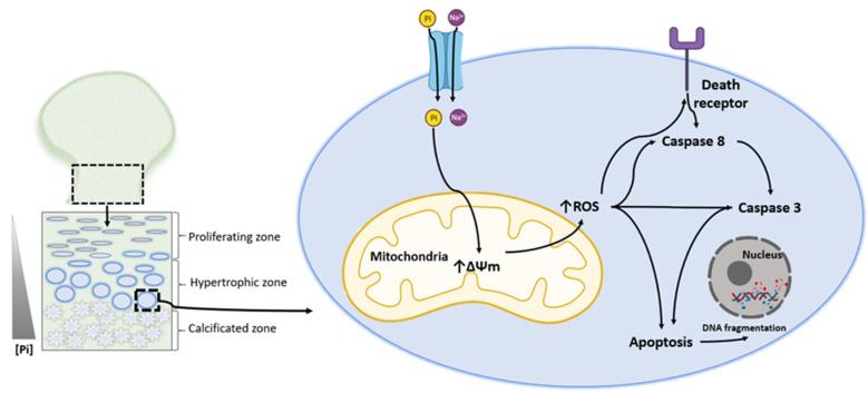 https://cdn.ncbi.nlm.nih.gov/pmc/blobs/ec2c/8346167/380737600713/ijms-22-07768-g002.jpg