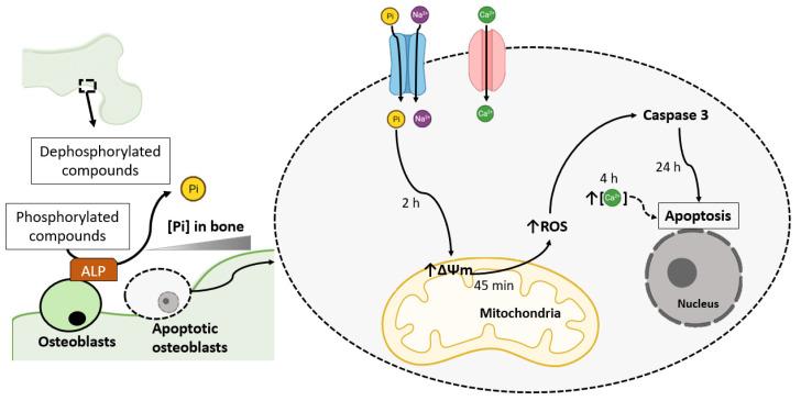 https://cdn.ncbi.nlm.nih.gov/pmc/blobs/ec2c/8346167/a62b1723093e/ijms-22-07768-g001.jpg