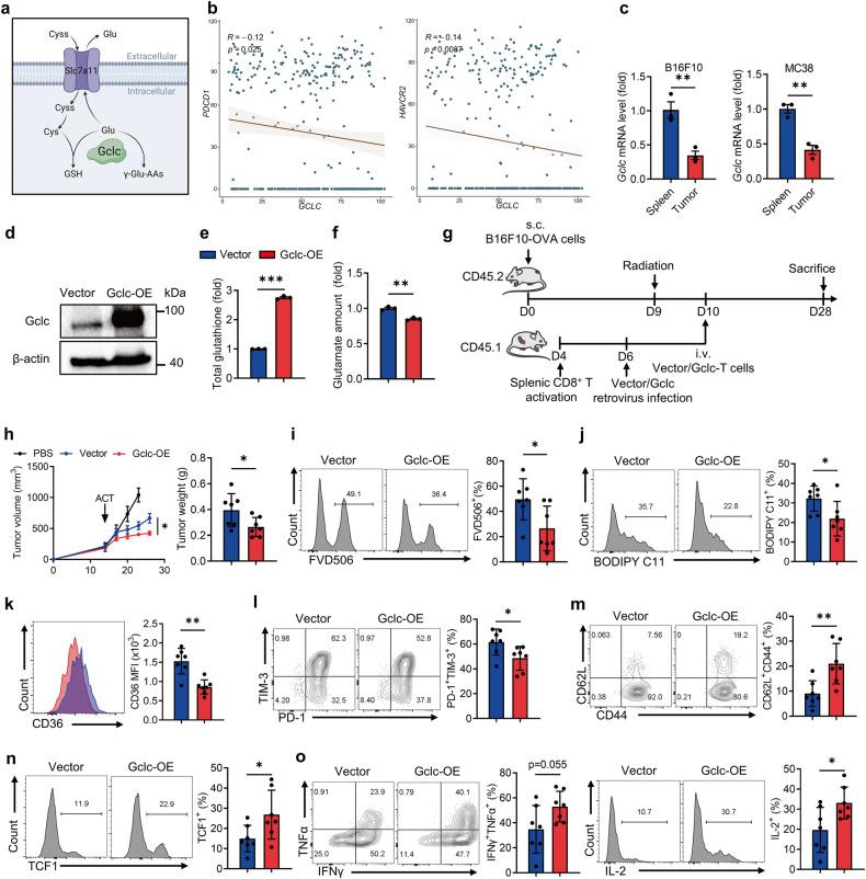 https://cdn.ncbi.nlm.nih.gov/pmc/blobs/ec33/10869360/587d7b9df8e2/41419_2024_6503_Fig7_HTML.jpg
