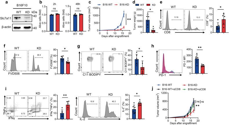 https://cdn.ncbi.nlm.nih.gov/pmc/blobs/ec33/10869360/a3c87d6a63a5/41419_2024_6503_Fig3_HTML.jpg