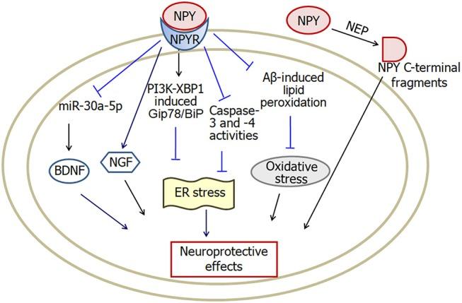 https://cdn.ncbi.nlm.nih.gov/pmc/blobs/ec37/6336706/4f428ef678ec/fnmol-11-00493-g0004.jpg