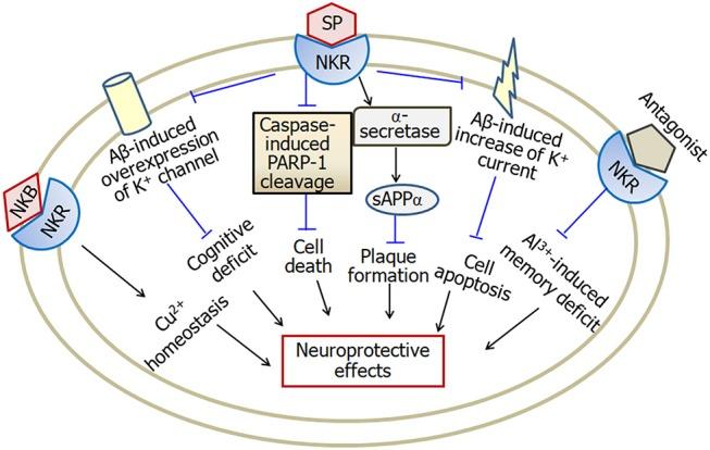 https://cdn.ncbi.nlm.nih.gov/pmc/blobs/ec37/6336706/5a59bd01f061/fnmol-11-00493-g0005.jpg
