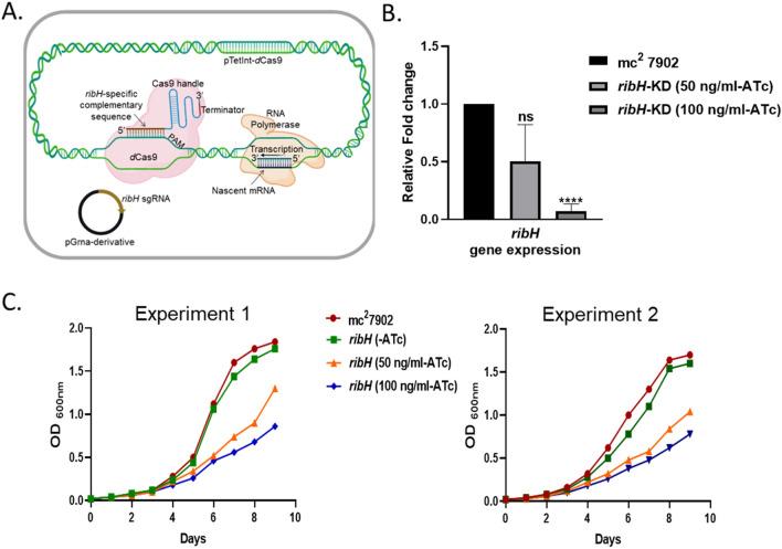 https://cdn.ncbi.nlm.nih.gov/pmc/blobs/ec38/11133327/7b1a4947366e/41598_2024_63051_Fig1_HTML.jpg
