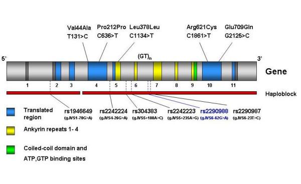 https://cdn.ncbi.nlm.nih.gov/pmc/blobs/ec39/2329608/5604db4e98b1/1471-2350-9-19-1.jpg