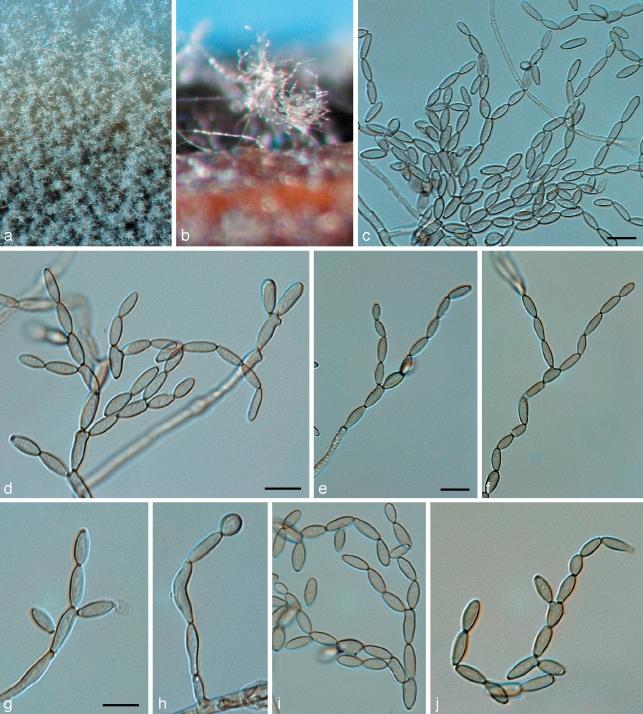 https://cdn.ncbi.nlm.nih.gov/pmc/blobs/ec3b/2802729/596b15a1438b/per-23-119-g004.jpg