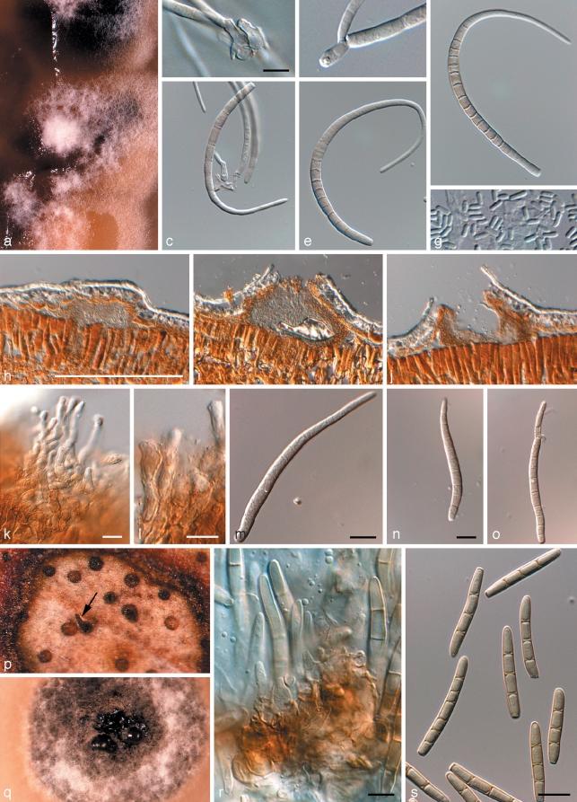 https://cdn.ncbi.nlm.nih.gov/pmc/blobs/ec3b/2802729/80686eae8745/per-23-119-g005.jpg