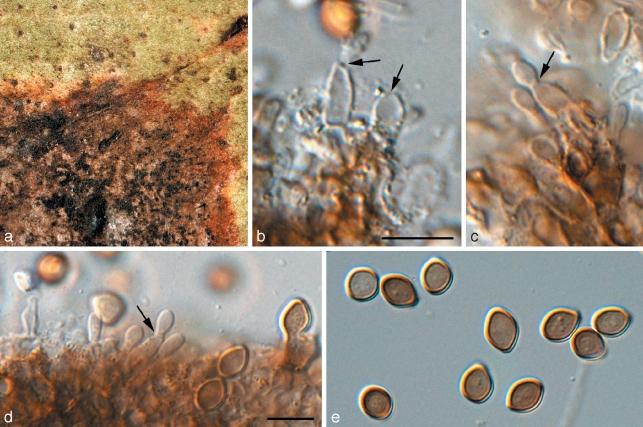 https://cdn.ncbi.nlm.nih.gov/pmc/blobs/ec3b/2802729/878c3f5e2390/per-23-119-g011.jpg