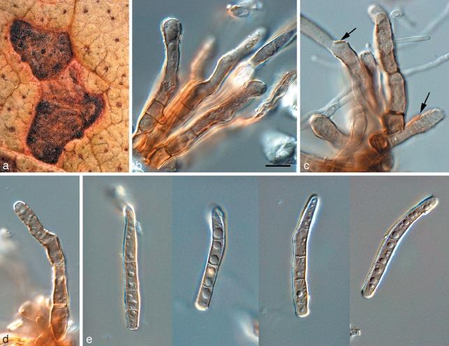 https://cdn.ncbi.nlm.nih.gov/pmc/blobs/ec3b/2802729/a07fae2f2d76/per-23-119-g008.jpg