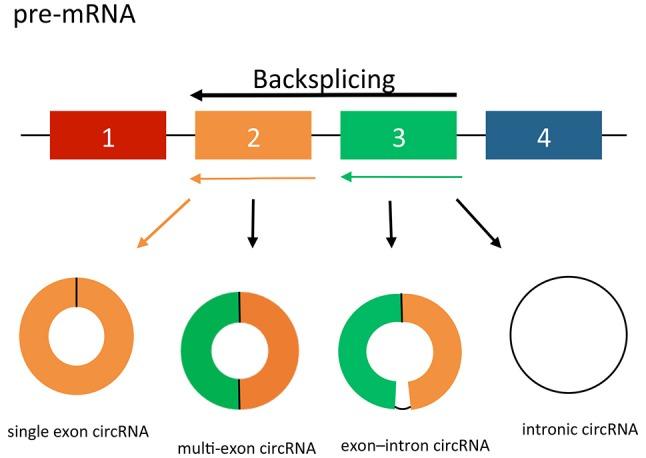 https://cdn.ncbi.nlm.nih.gov/pmc/blobs/ec3d/5459888/0552dc948b66/fmolb-04-00038-g0001.jpg