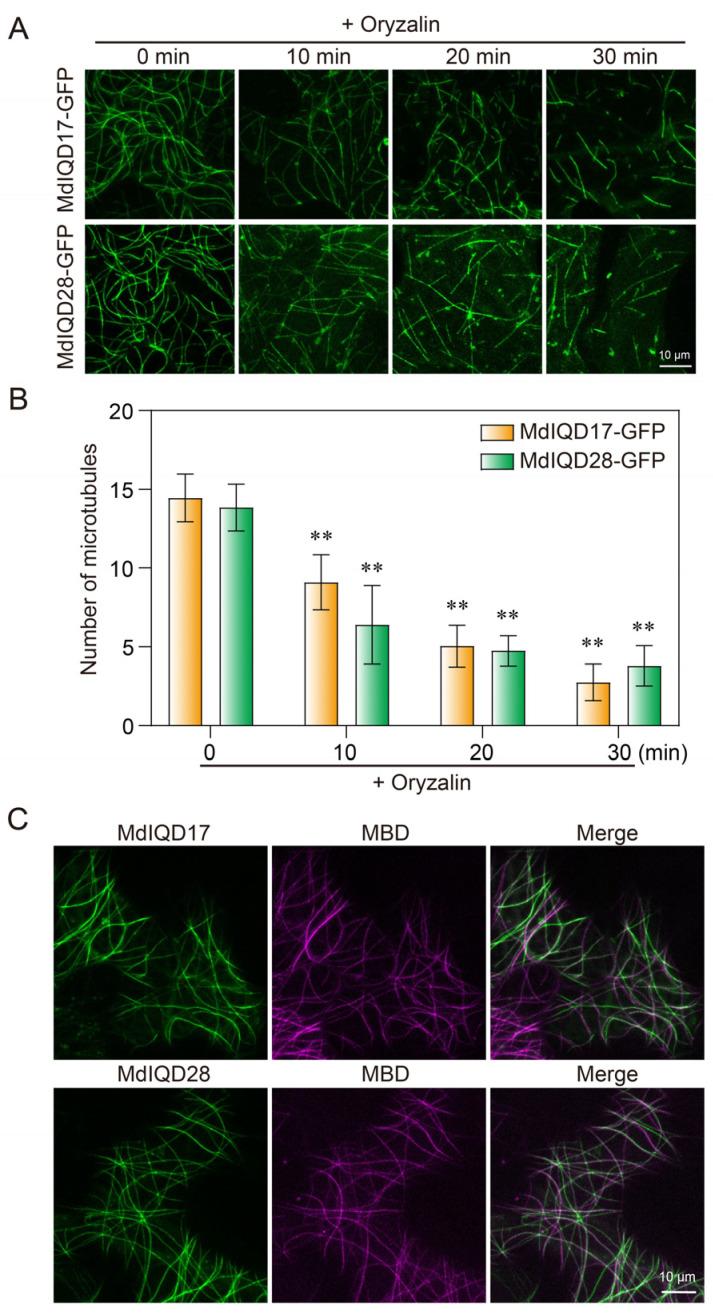 https://cdn.ncbi.nlm.nih.gov/pmc/blobs/ec3f/11397337/281091fc4154/plants-13-02532-g007.jpg