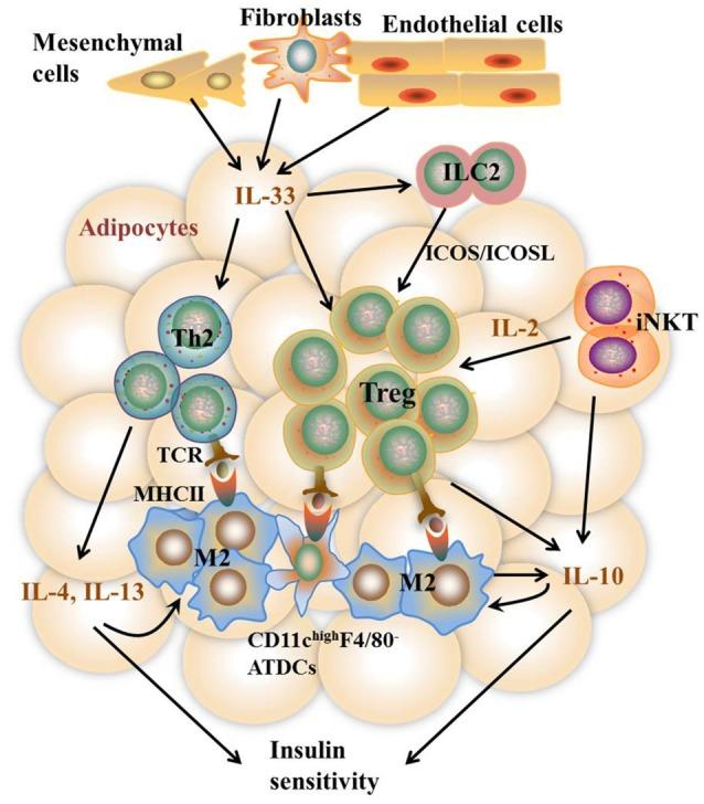 https://cdn.ncbi.nlm.nih.gov/pmc/blobs/ec42/6134258/ce675495e454/fimmu-09-01961-g0002.jpg