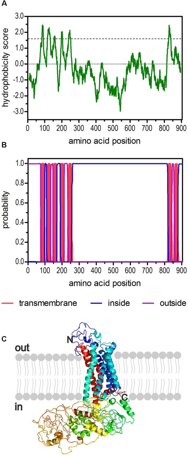 https://cdn.ncbi.nlm.nih.gov/pmc/blobs/ec43/5425475/25c26e3b01a2/fnsys-11-00028-g001.jpg