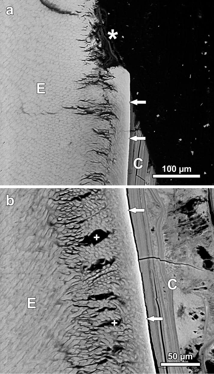 https://cdn.ncbi.nlm.nih.gov/pmc/blobs/ec44/4760926/e52b0e3ff75c/pone.0147427.g009.jpg