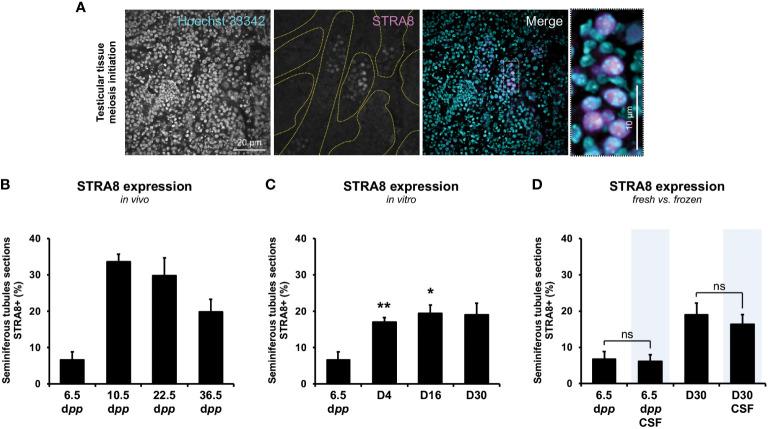 https://cdn.ncbi.nlm.nih.gov/pmc/blobs/ec48/10063980/4dc129aa5b1e/fendo-14-1112834-g003.jpg
