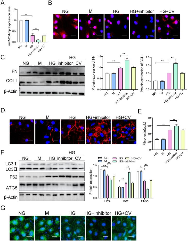 https://cdn.ncbi.nlm.nih.gov/pmc/blobs/ec48/10775805/11ba68329a7b/DMSO-17-75-g0006.jpg