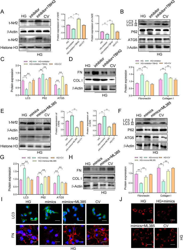 https://cdn.ncbi.nlm.nih.gov/pmc/blobs/ec48/10775805/51d7c285958d/DMSO-17-75-g0008.jpg