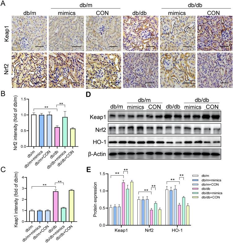 https://cdn.ncbi.nlm.nih.gov/pmc/blobs/ec48/10775805/9b7452d7af80/DMSO-17-75-g0005.jpg