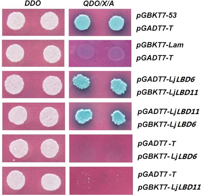 https://cdn.ncbi.nlm.nih.gov/pmc/blobs/ec48/4999203/29c535c6000f/pone.0161901.g006.jpg
