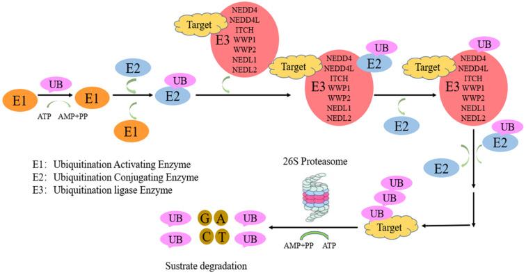 https://cdn.ncbi.nlm.nih.gov/pmc/blobs/ec48/7586430/c8d8d85c3b2c/ijbsv16p2727g001.jpg