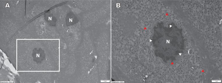 https://cdn.ncbi.nlm.nih.gov/pmc/blobs/ec51/12210880/724df10520d6/spectrum.02296-24.f005.jpg