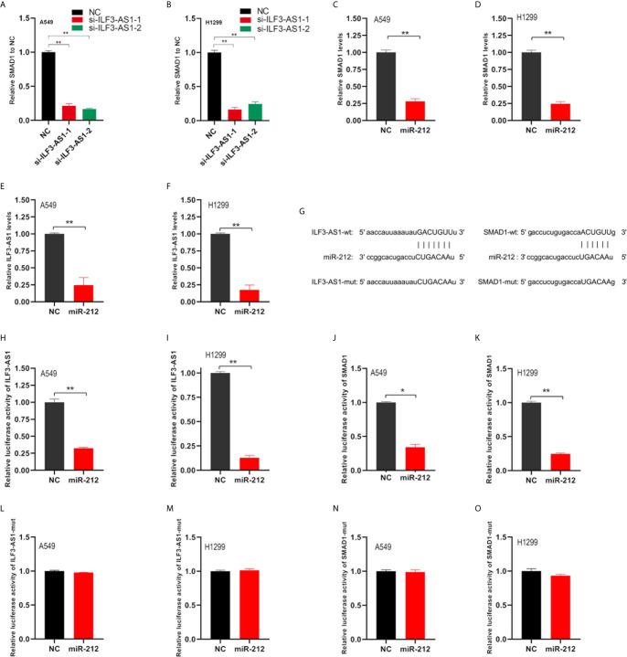 https://cdn.ncbi.nlm.nih.gov/pmc/blobs/ec51/8116958/5df6e8cdb730/fonc-11-656132-g008.jpg