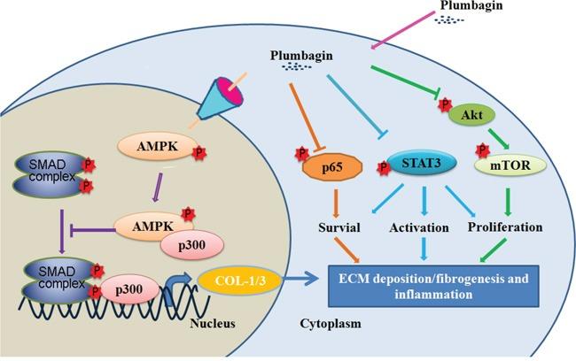 https://cdn.ncbi.nlm.nih.gov/pmc/blobs/ec52/5347738/697023608c74/oncotarget-07-82864-g007.jpg