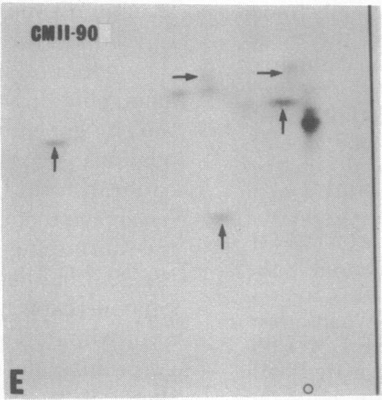 https://cdn.ncbi.nlm.nih.gov/pmc/blobs/ec54/348552/23701e3d99bc/pnas00666-0415-e.jpg