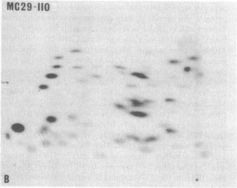 https://cdn.ncbi.nlm.nih.gov/pmc/blobs/ec54/348552/24abf4e322dc/pnas00666-0417-c.jpg