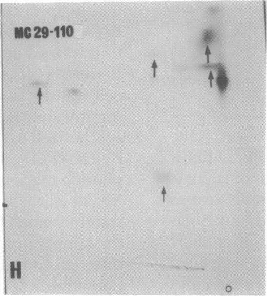 https://cdn.ncbi.nlm.nih.gov/pmc/blobs/ec54/348552/2d000c03897e/pnas00666-0415-h.jpg