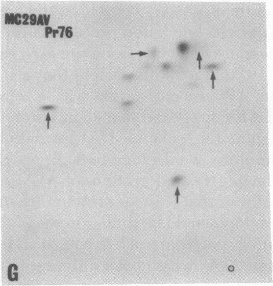 https://cdn.ncbi.nlm.nih.gov/pmc/blobs/ec54/348552/ff6974261b88/pnas00666-0415-g.jpg