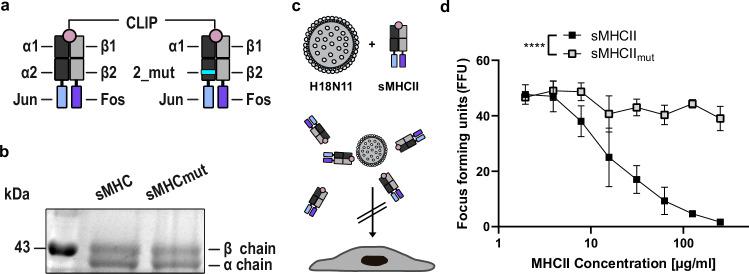 https://cdn.ncbi.nlm.nih.gov/pmc/blobs/ec57/12032283/5bdf39fbc30c/41467_2025_58834_Fig2_HTML.jpg