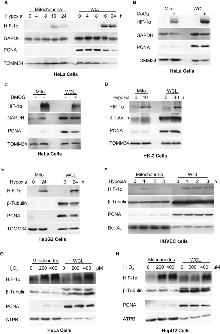 https://cdn.ncbi.nlm.nih.gov/pmc/blobs/ec57/6859547/4ac9c437112b/gr1.jpg