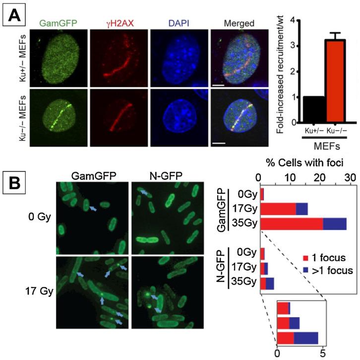 https://cdn.ncbi.nlm.nih.gov/pmc/blobs/ec5a/10889524/7353b504dd51/ijms-25-02227-g002.jpg