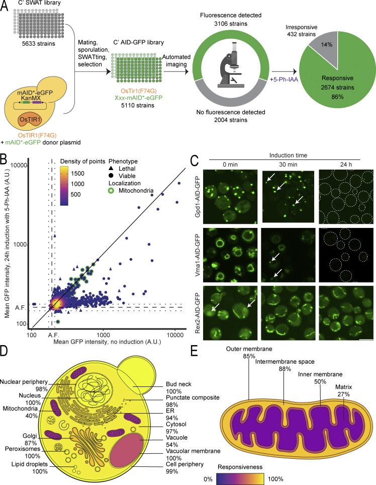 https://cdn.ncbi.nlm.nih.gov/pmc/blobs/ec5c/11654244/935b50d563d2/jcb_202409050_fig2.jpg