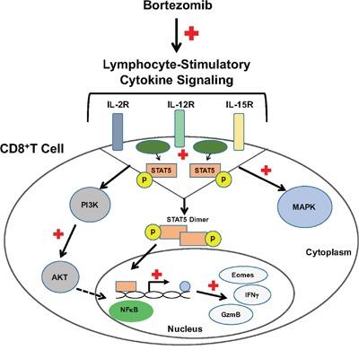 https://cdn.ncbi.nlm.nih.gov/pmc/blobs/ec5c/5352426/3b3d94059c9d/oncotarget-08-8604-g011.jpg
